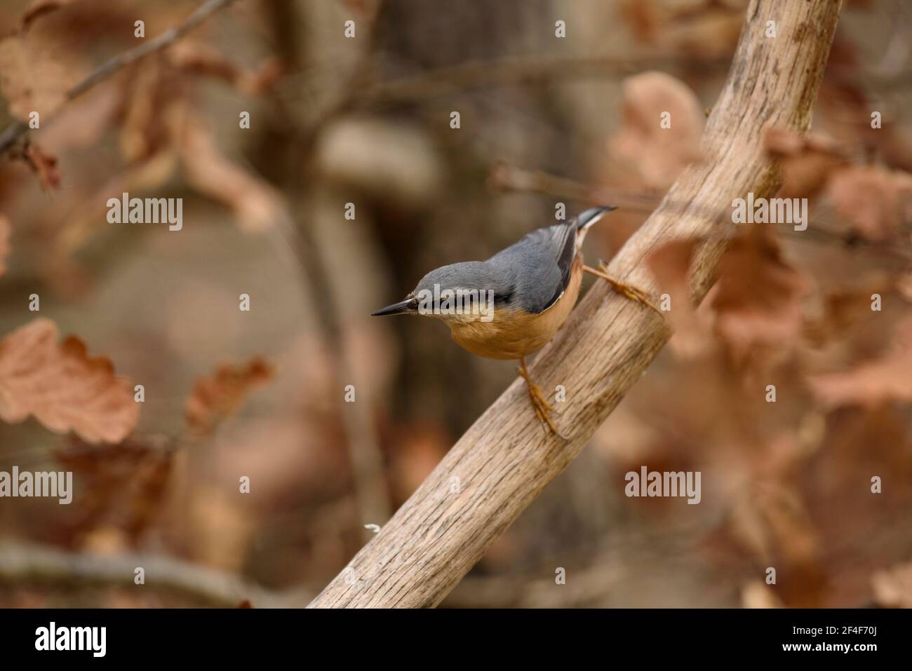 Hoja de animales hi-res stock photography and images - Alamy