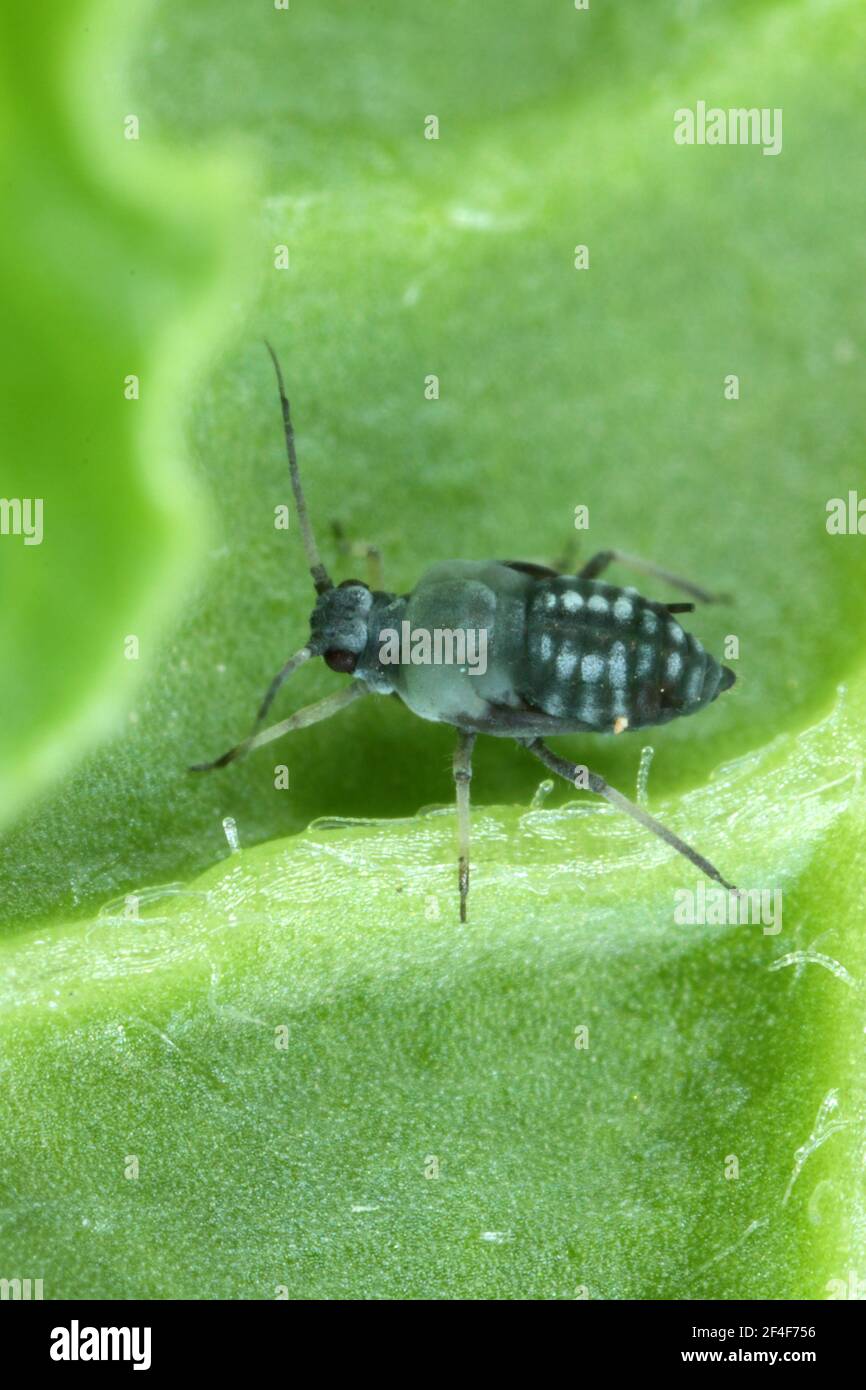 The black bean aphid (Aphis fabae) is a member of the order Hemiptera