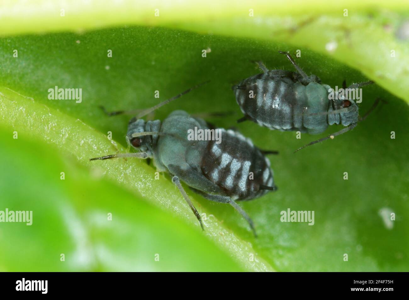 The black bean aphid (Aphis fabae) is a member of the order Hemiptera. Other common names include blackfly, bean aphid and beet leaf aphid. Insects on Stock Photo