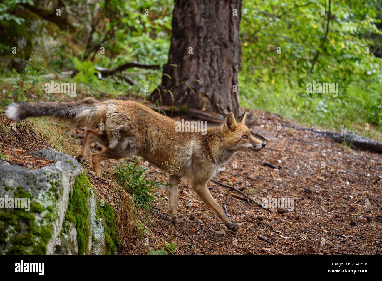 Animales de pino hi-res stock photography and images - Alamy