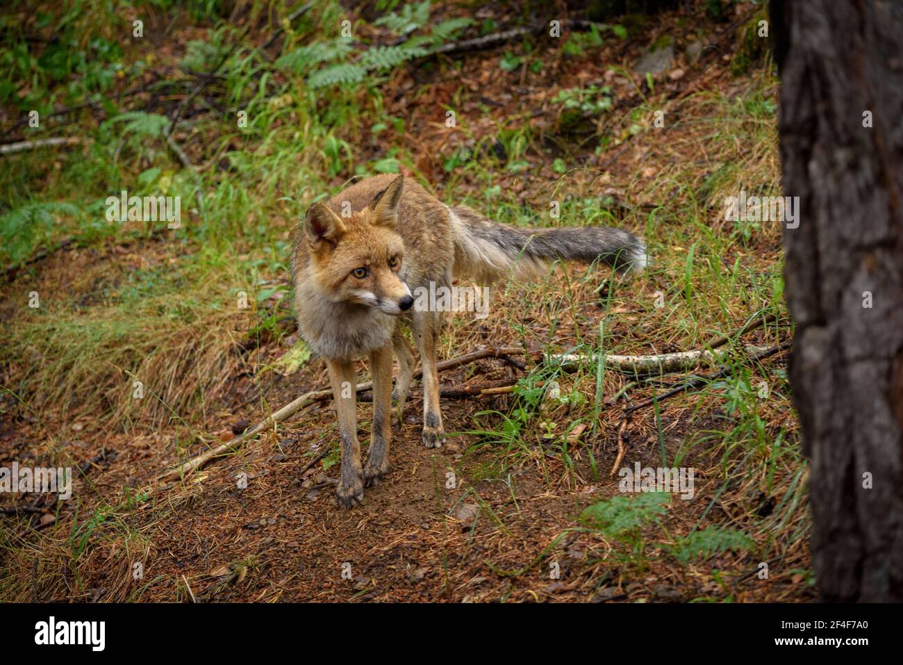 Zorro de animales hi-res stock photography and images - Alamy