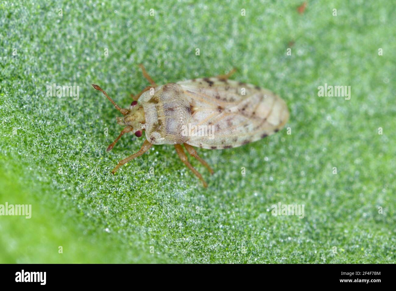 Piesma also Parapiesma quadratum (Piesmidae) called also Beet lace-bug or Beet leaf bug is a true bug, important pest of beet crops, cultivation. Stock Photo