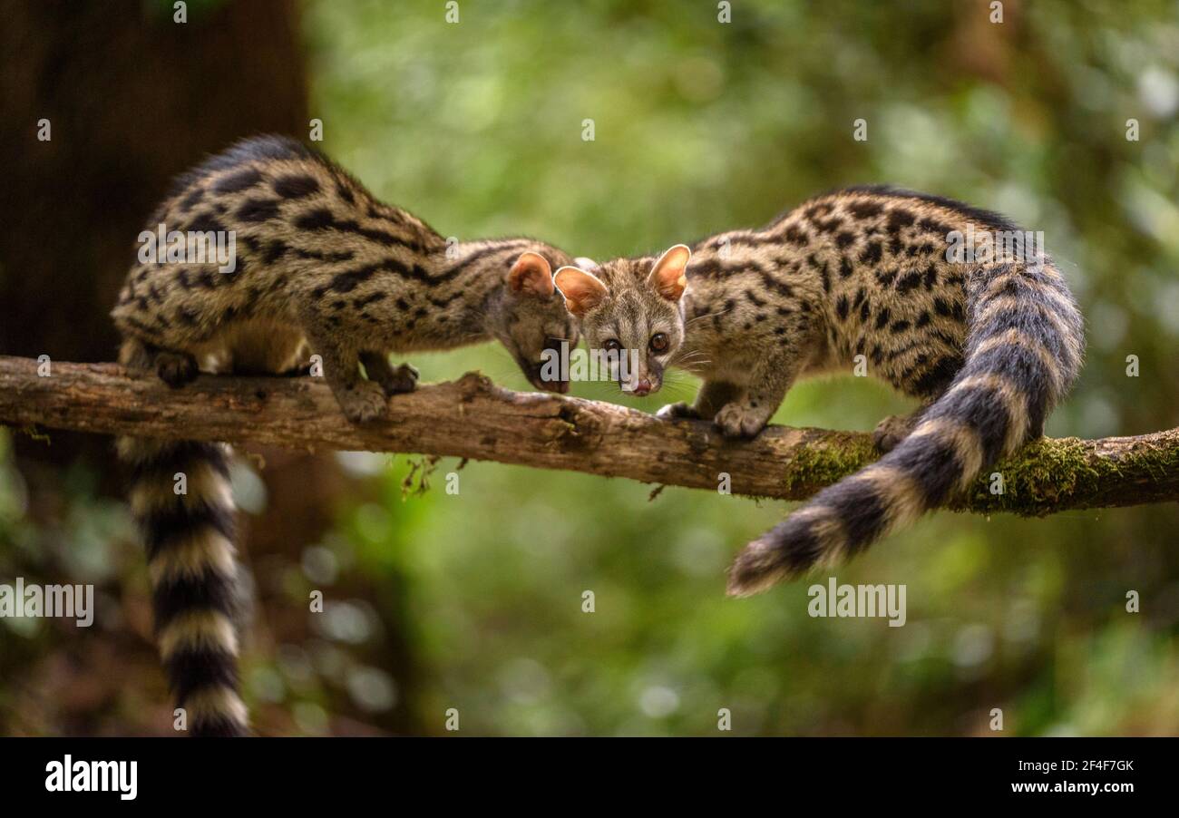 Genet (Genetta) photographed from a Photo Logístics hide in Montseny (Barcelona, Catalonia, Spain) ESP: Gineta fotografiada desde un escondite Stock Photo