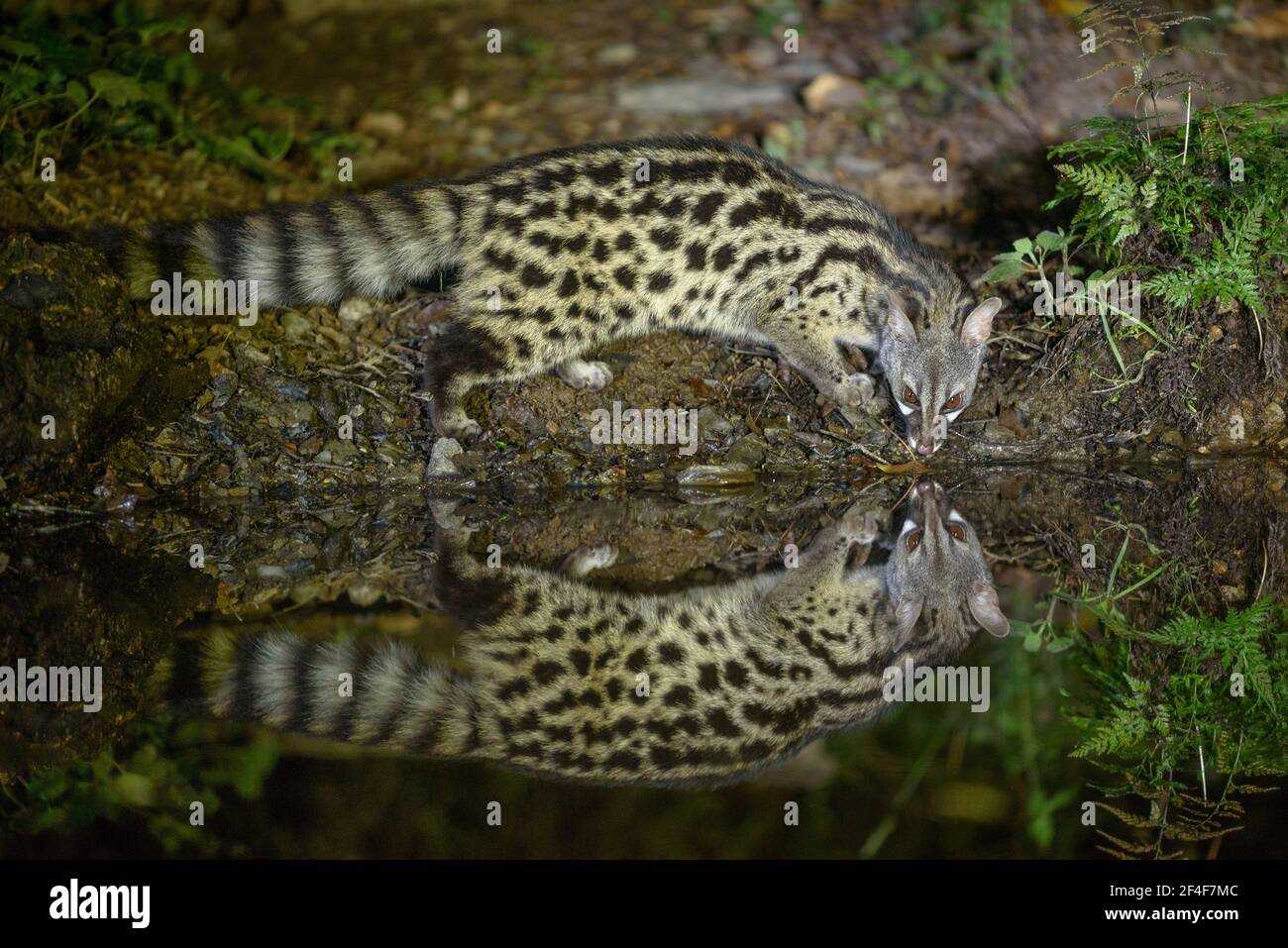 Genet (Genetta) photographed from a Photo Logístics hide in Montseny (Barcelona, Catalonia, Spain) ESP: Gineta fotografiada desde un escondite Stock Photo