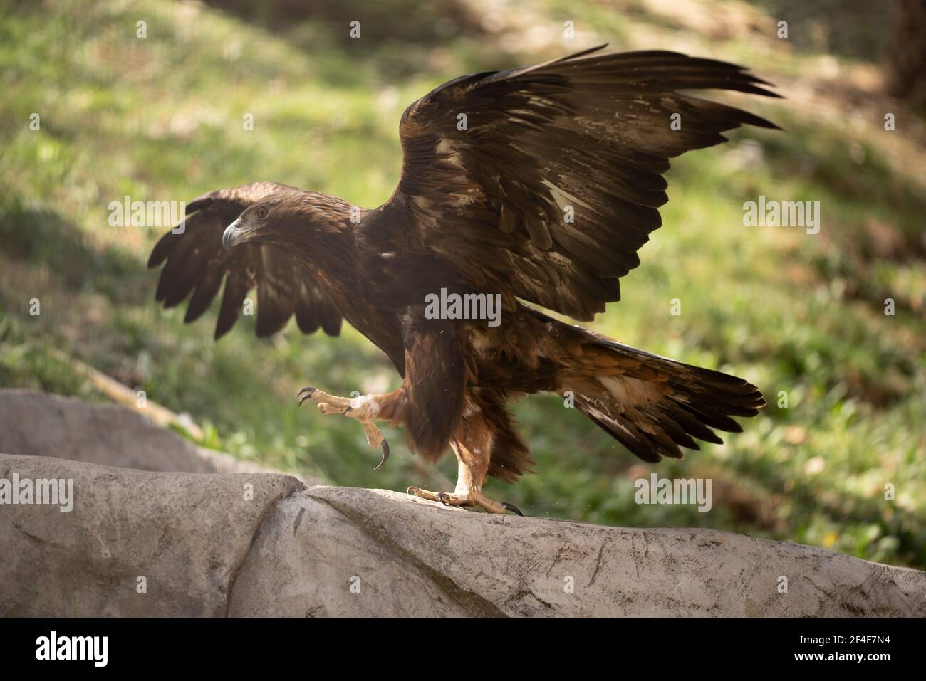 Golden eagle (Aquila chrysaetos) in the Molló Parc animal park (Ripollès, Catalonia, Spain, Pyrenees) ESP: Águila real en un parque de animales Stock Photo