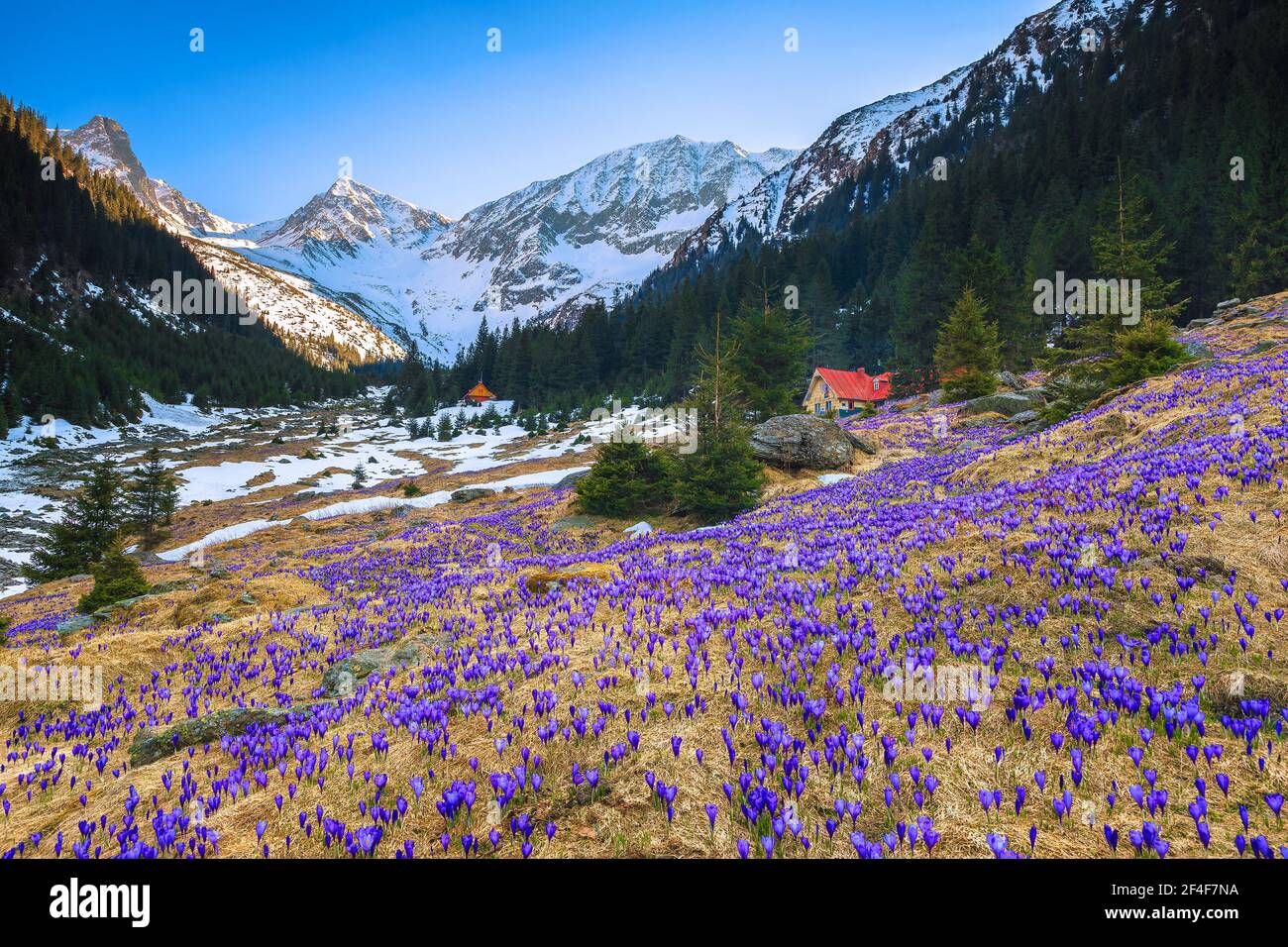 Amazing flowery fields with spring flowers and snowy mountains. Purple saffron flowers on the forest glade in the mountains, Fagaras mountains, Carpat Stock Photo