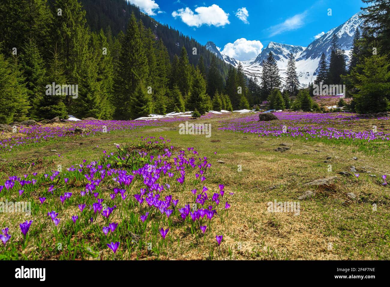 Stunning alpine spring scenery, wonderful flowery forest glade with blooming purple crocus flowers and snowy mountains in background, Fagaras mountain Stock Photo