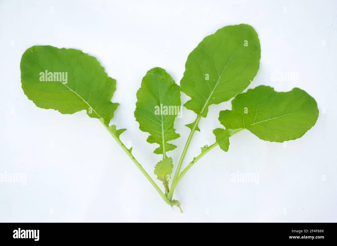 Green ripe spinach leaves isolated on white background Stock Photo - Alamy
