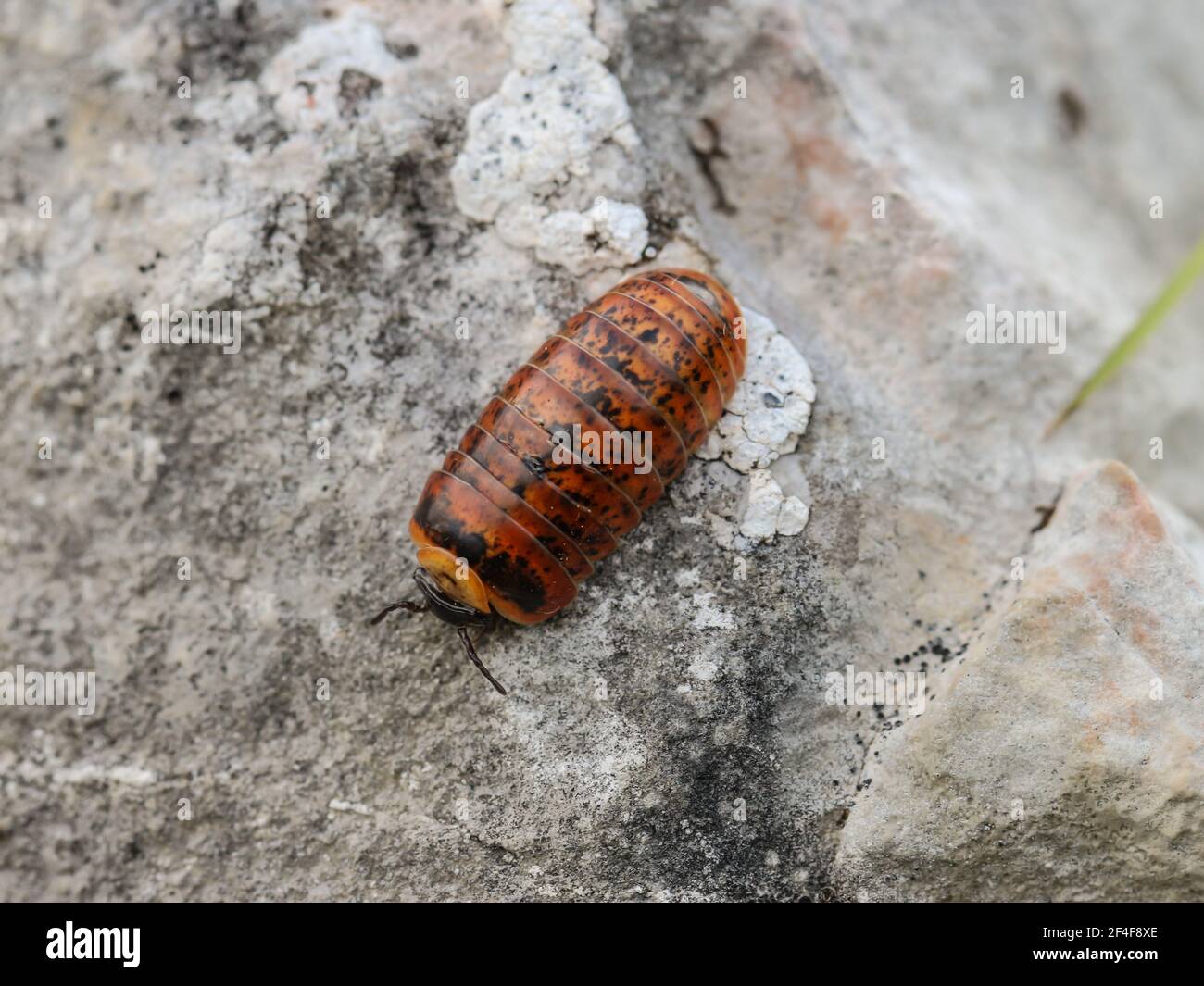 Single pill millipedes (latin name Glomeris klugii) on rock on Mokra Gora (Accursed mountains) in southern Serbia Stock Photo