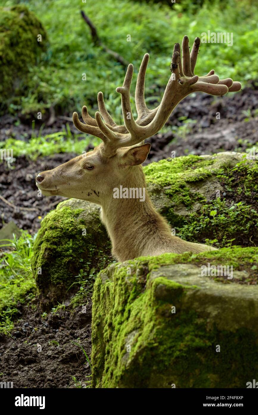 Red Deer (Cervus elaphus) in the Aran Park animal park (Aran Valley, Catalonia, Pyrenees, Spain) ESP: Ciervo del parque de animales Aran Park (España) Stock Photo