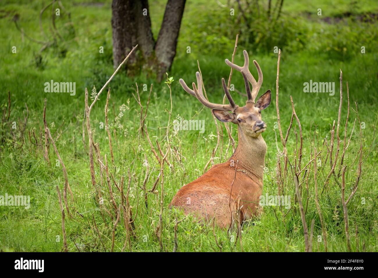 Red Deer (Cervus elaphus) in the Aran Park animal park (Aran Valley, Catalonia, Pyrenees, Spain) ESP: Ciervo del parque de animales Aran Park (España) Stock Photo