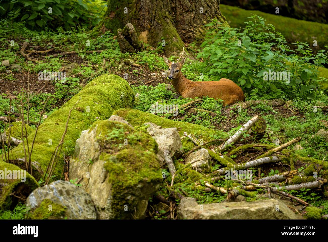 Roe deer (Capreolus capreolu) in the Aran Park animal park (Aran Valley, Catalonia, Pyrenees, Spain) ESP: Corzo del parque de animales Aran Park Stock Photo