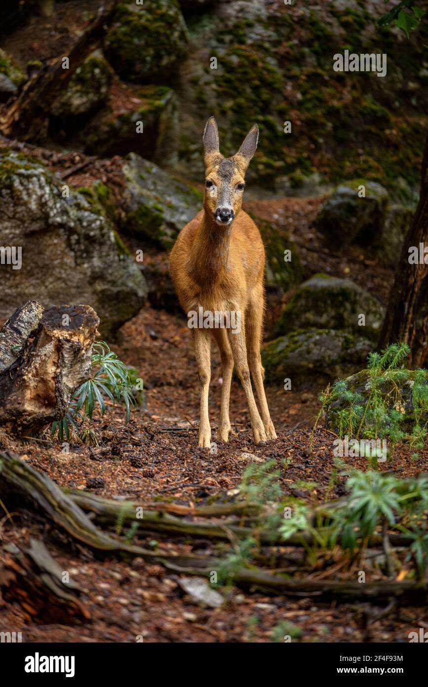 Roe deer (Capreolus capreolus) in the MónNatura Pirineus animal park (Pallars Sobirà, Catalonia, Spain, Pyrenees)  ESP: Corzo en un parque de animales Stock Photo