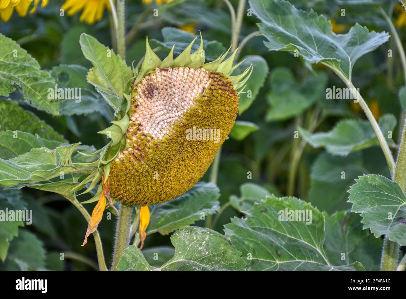 Page 3 - Blattstiel High Resolution Stock Photography and Images - Alamy