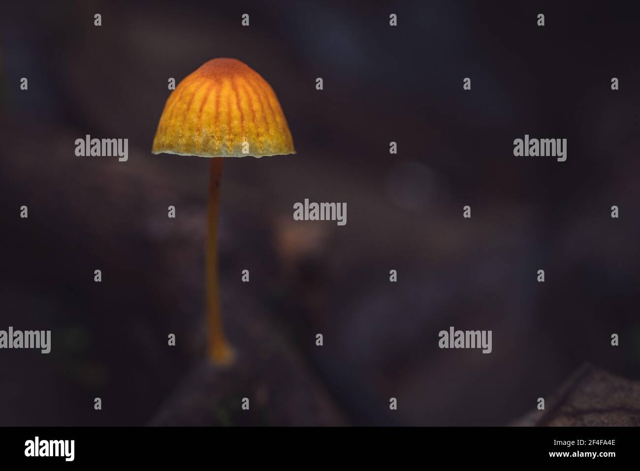 A closeup shot of a single orange mushroom with a long stem growing in ...