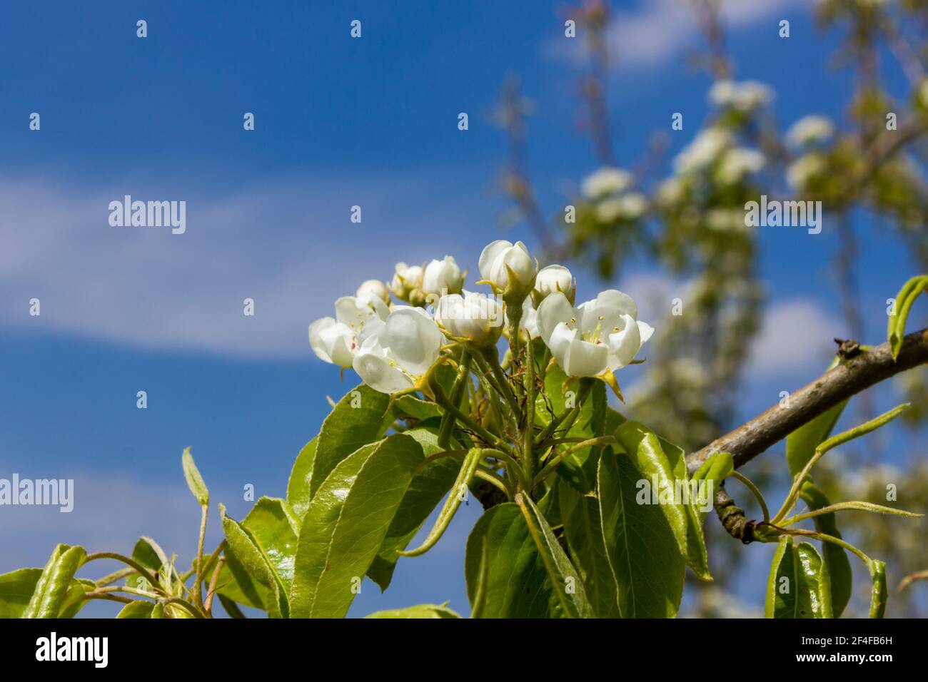 Beautiful fruit tree abloom during springtime with blue sky in the background (Haspengouw, Belgium) Stock Photo