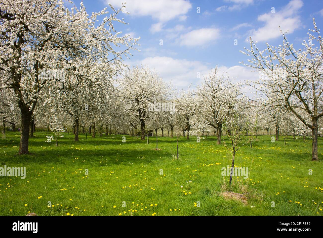 Apple tree orchard abloom during springtime in Borgloon (Limburg, Belgium) Stock Photo