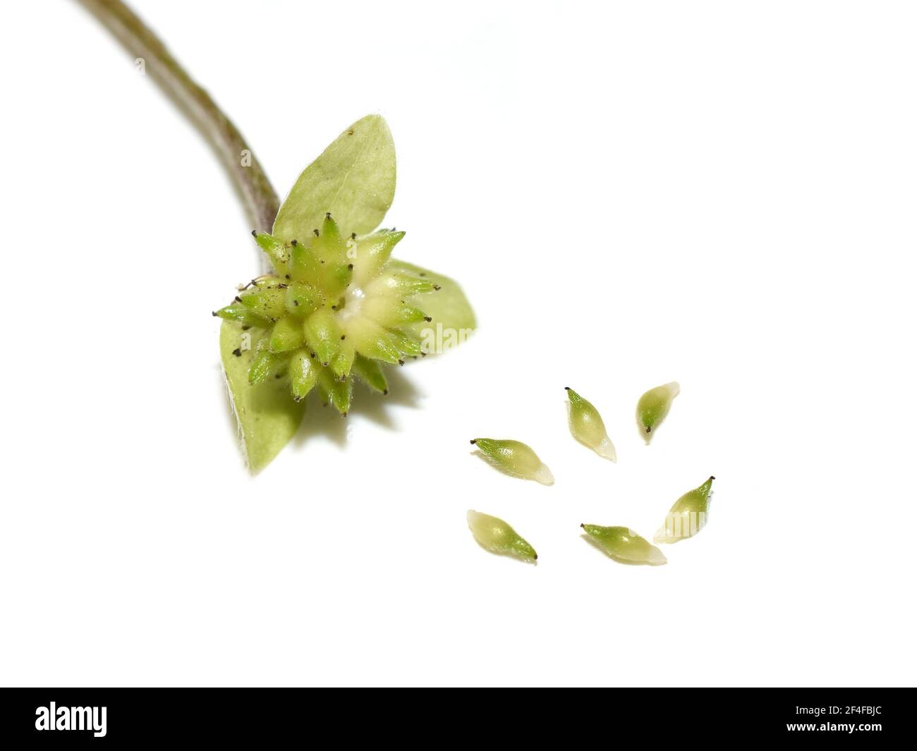 Seed from myrmecochory blue anemone Hepatica nobilis with elaisomes on white background Stock Photo