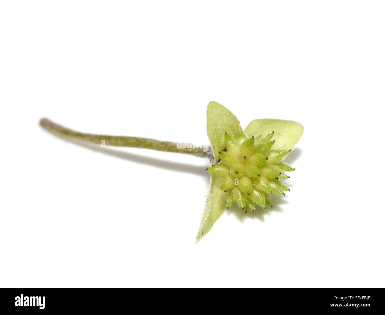 Seed from myrmecochory blue anemone Hepatica nobilis  on white background Stock Photo