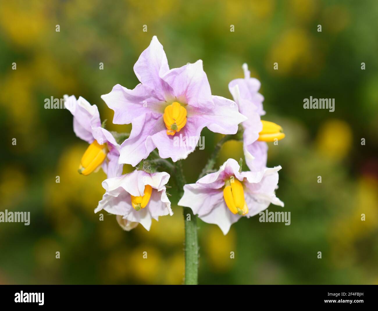 Pink flowers on a potato plant Solanum tuberosum Stock Photo Alamy