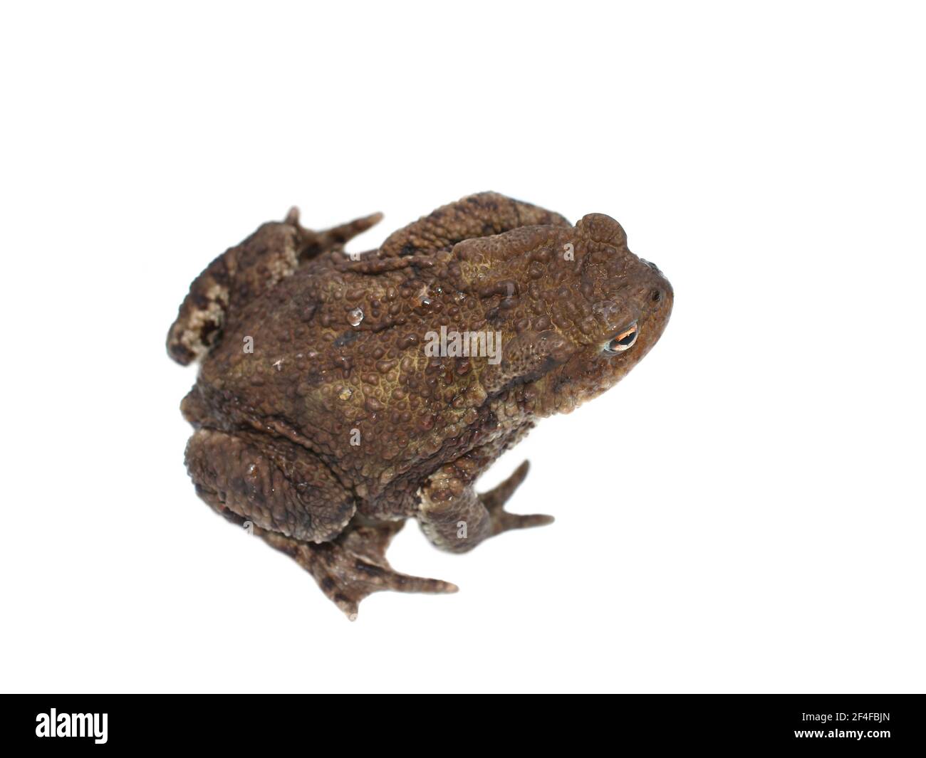 The European toad Bufo bufo isolated on white background Stock Photo