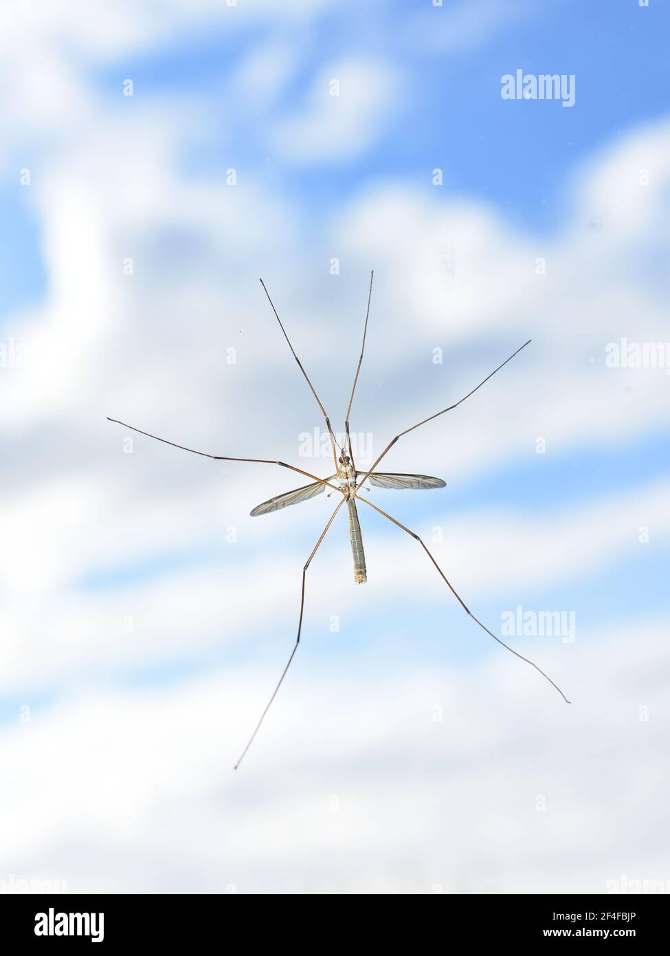 Crane Fly (Diptera family) often called a Daddy Long Legs, underside view  as it 'perches' on the glass of a patio door Stock Photo - Alamy