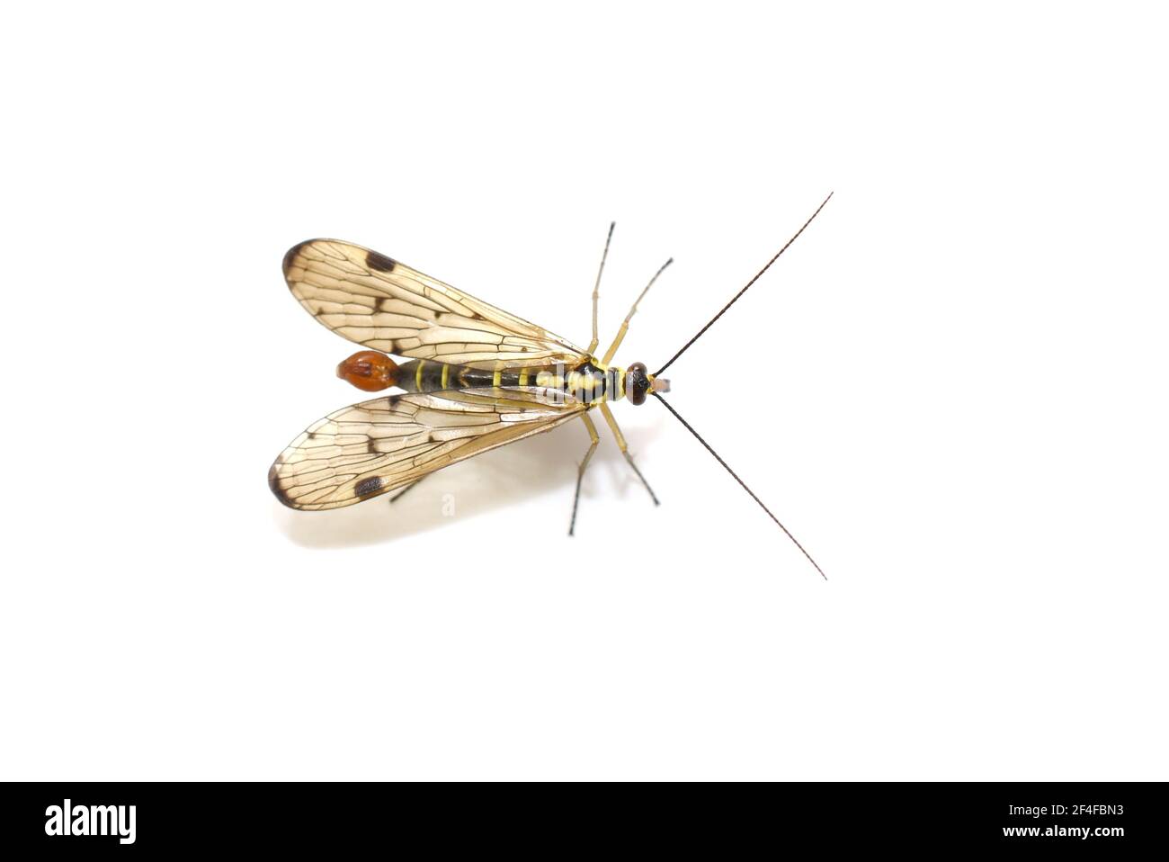 Common scorpion fly Panorpa communis on white background Stock Photo