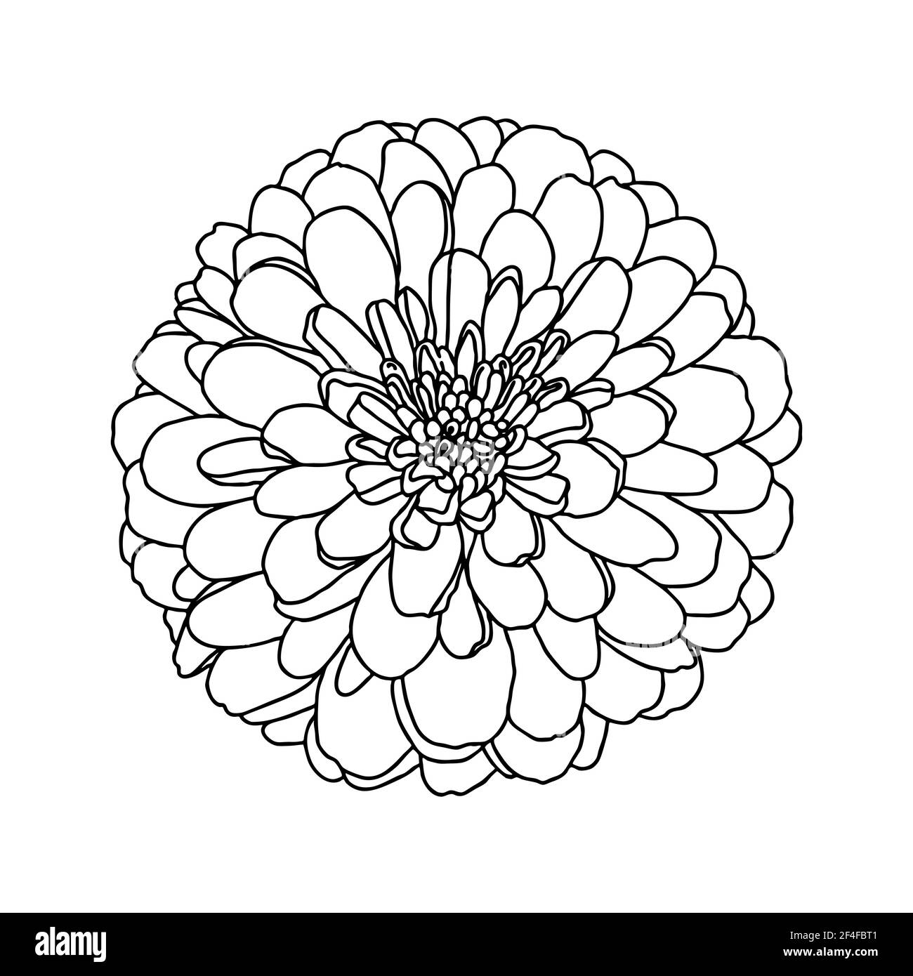 Line drawing of mini chrysanthemum flower isolated on white. Hand drawn sketch. Decorative element for tattoo, greeting card, wedding invitation, colo Stock Vector