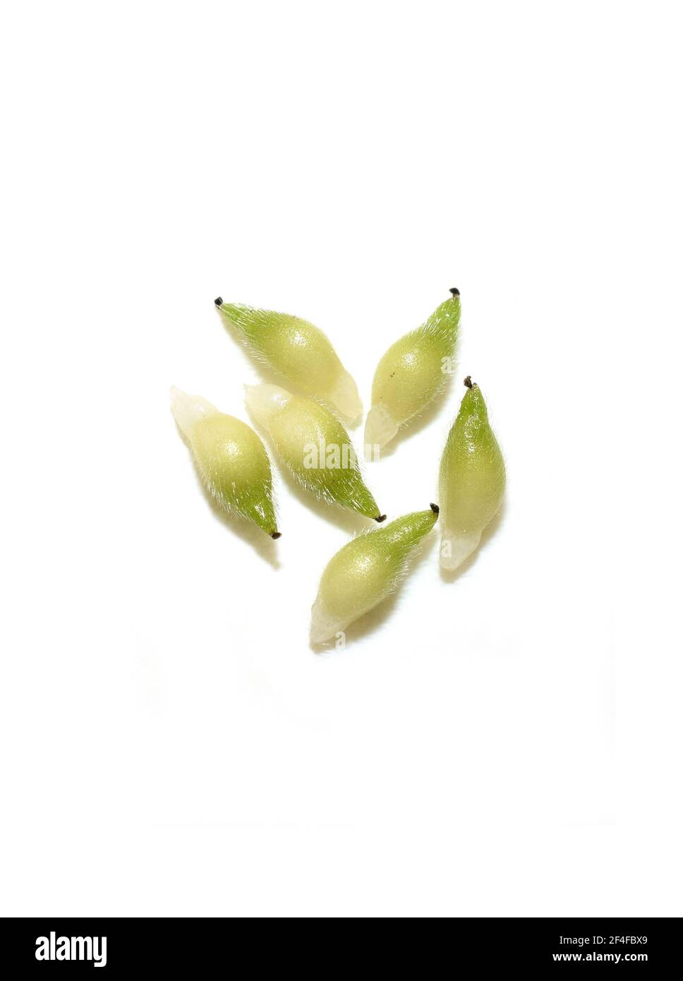 Seed from myrmecochory blue anemone Hepatica nobilis with elaisomes on white background Stock Photo