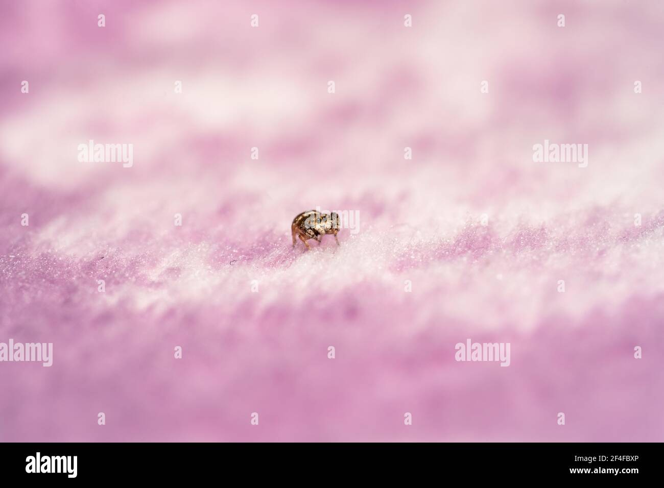Brown tiny jumping spider sitting on a pink blanket Stock Photo
