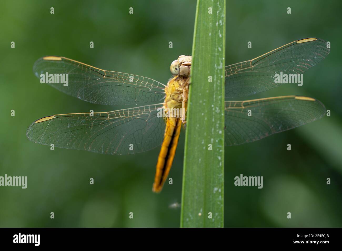 Dragonfly on stick green background hi-res stock photography and images ...