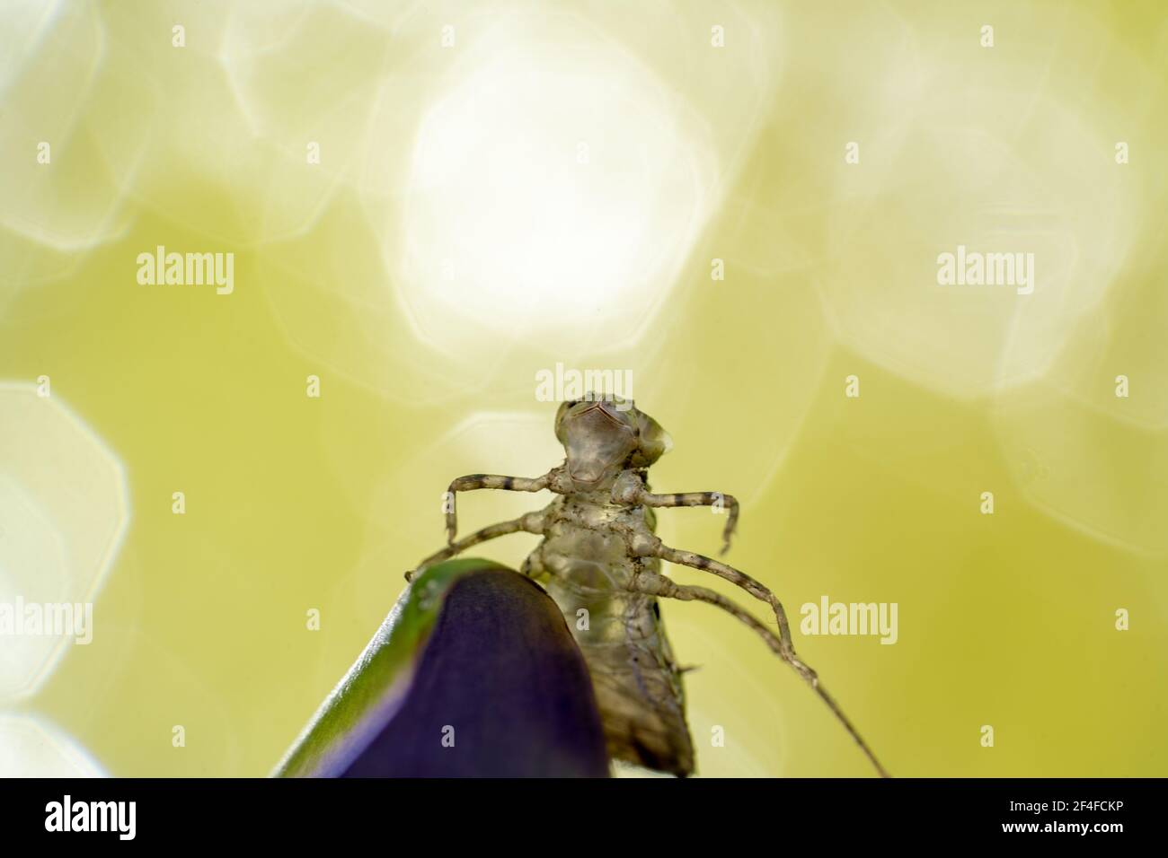 Shell of a six legged bug with alien looking skull Stock Photo