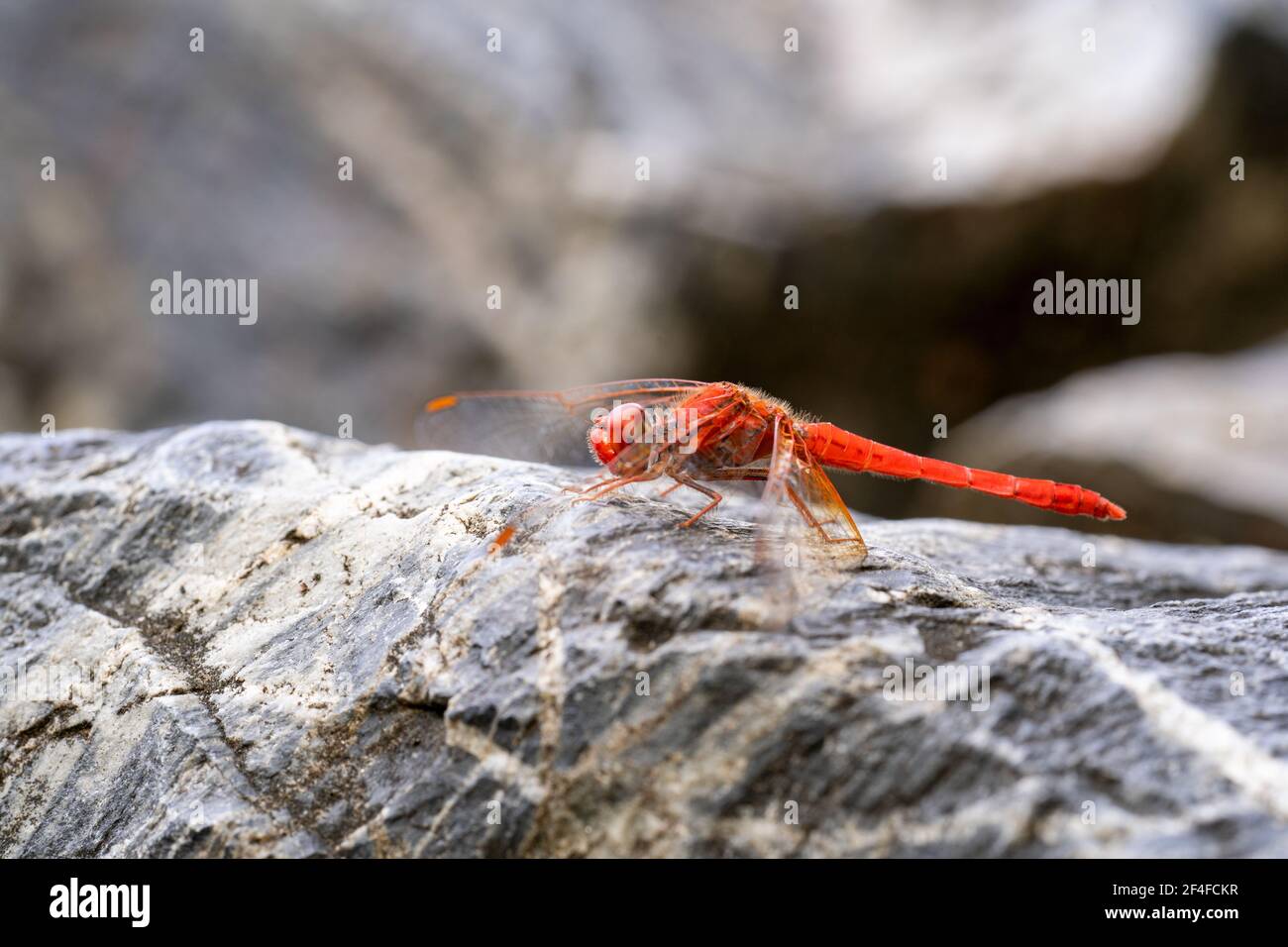 Side view shot of a red dragon fly sitting on a rock Stock Photo