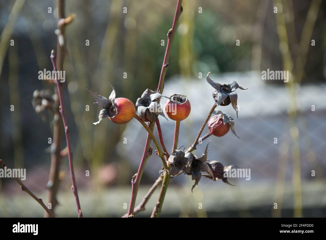 Decagying Roses Beautiful decaying rose hip in winter, plants in the garden, dried ...