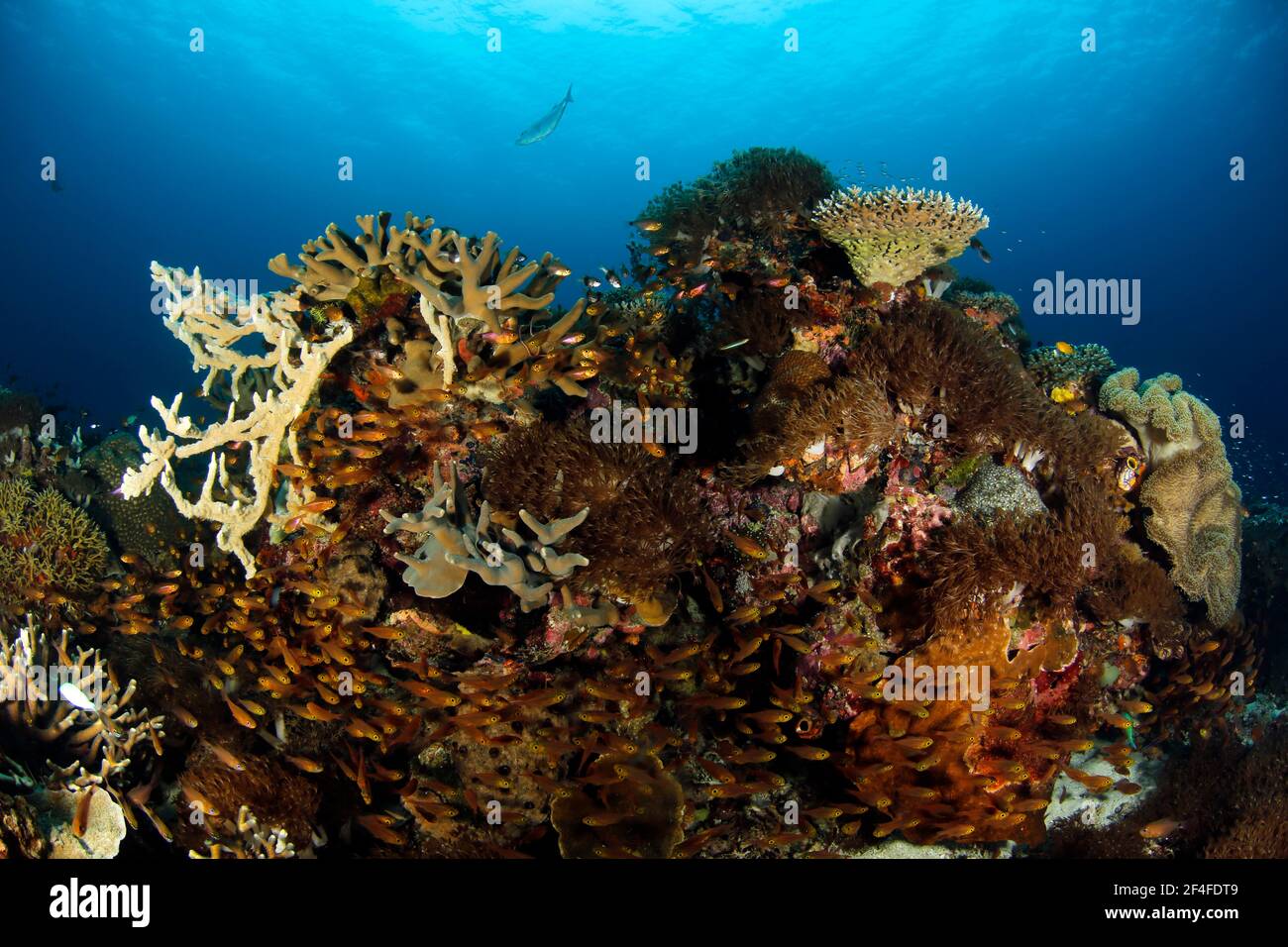 Colorful Coral Reef bursting with Life. Raja Ampat, West Papua, Indonesia Stock Photo