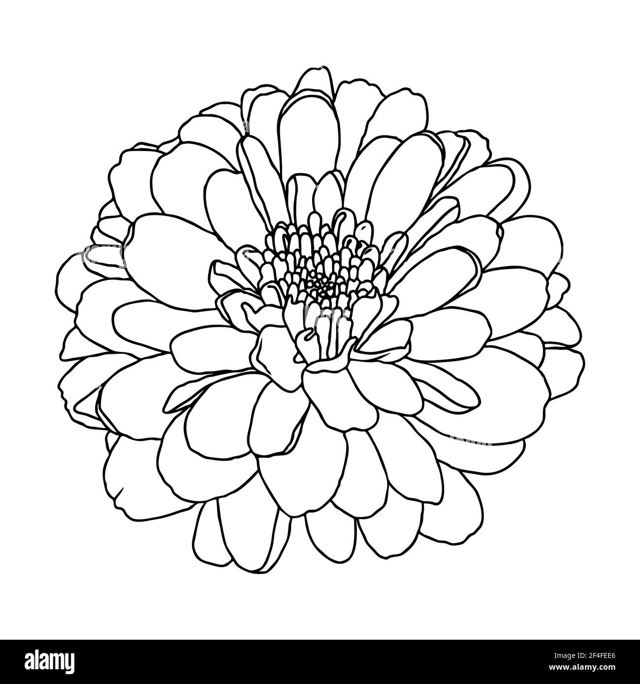 Line drawing of mini chrysanthemum flower on white background. Hand drawn sketch, vector illustration. Decorative element for tattoo, greeting card, w Stock Vector