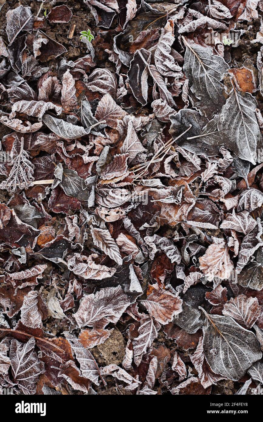 Foliage with hoarfrost, wallpaper, lower austria, austria Stock Photo