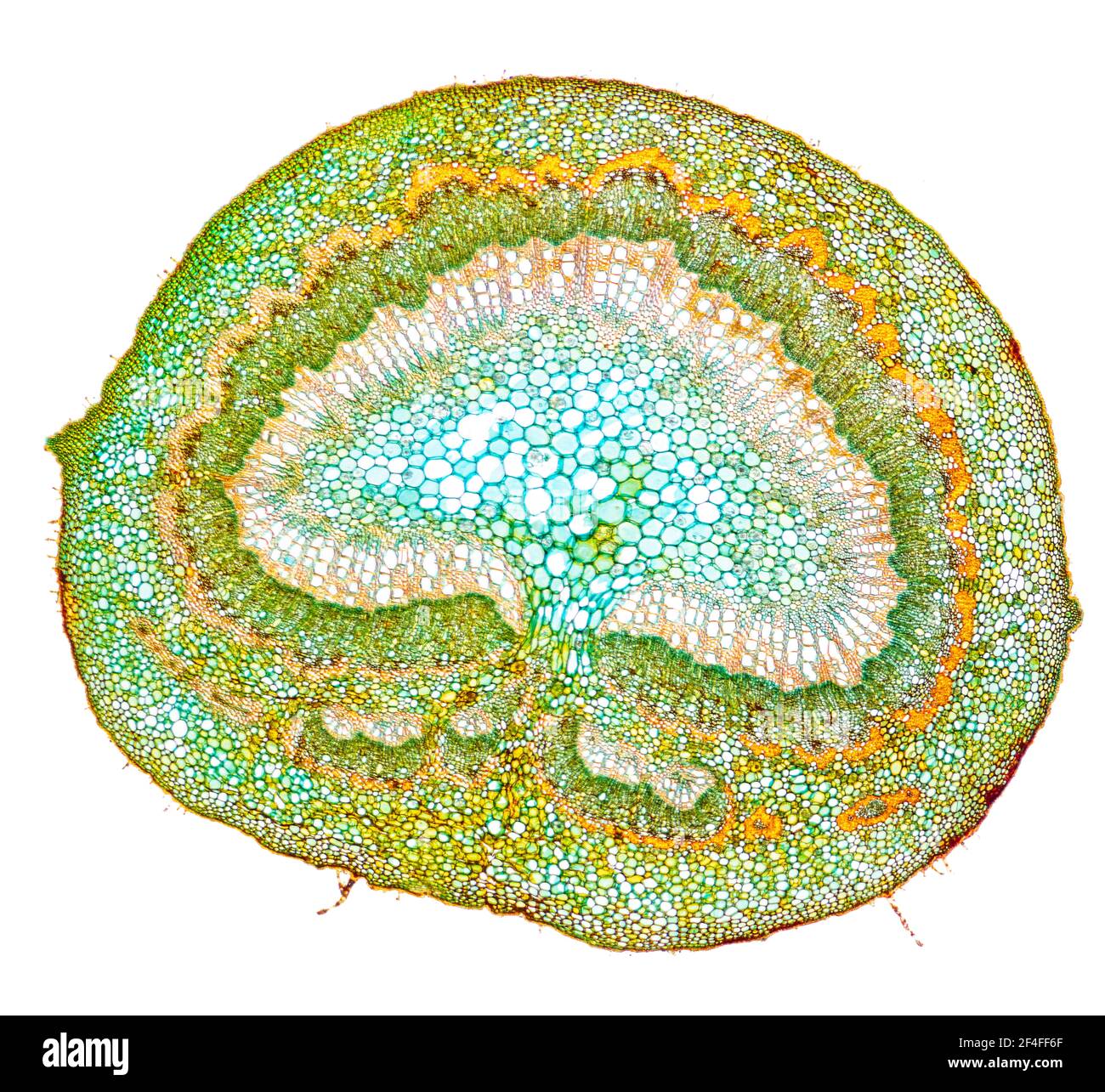 Walnut (Juglans regia), petiole t.s., colouring Wacker3 A Stock Photo