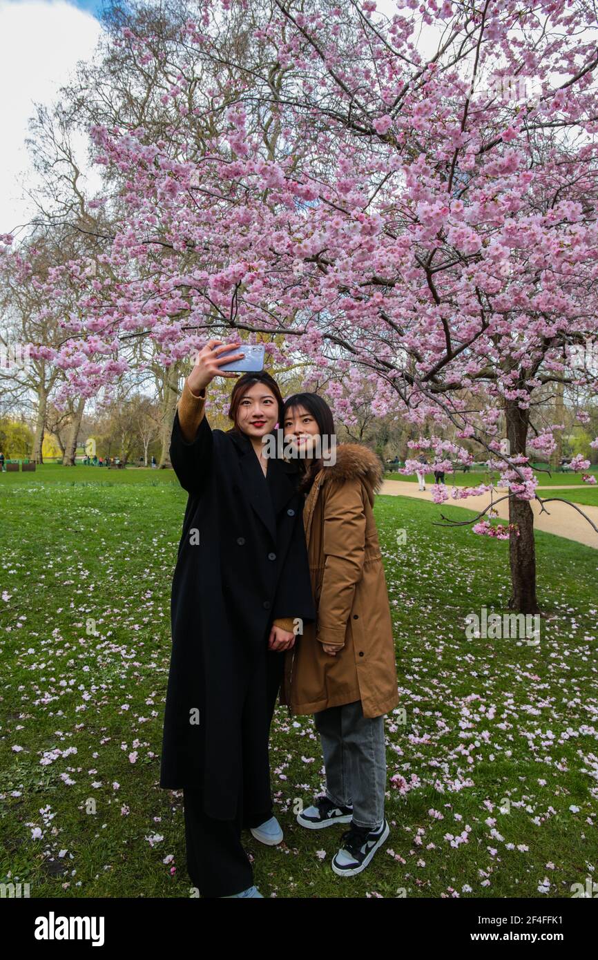 London UK 21 March 2021 A lovely spring day like in London, with the colours of spring arriving to St James’s park two Chinese students , Luting Yao and Hexiang Li taking a selfie with the pink blossom behind them.Paul Quezada-Neiman/Alamy Live News Stock Photo