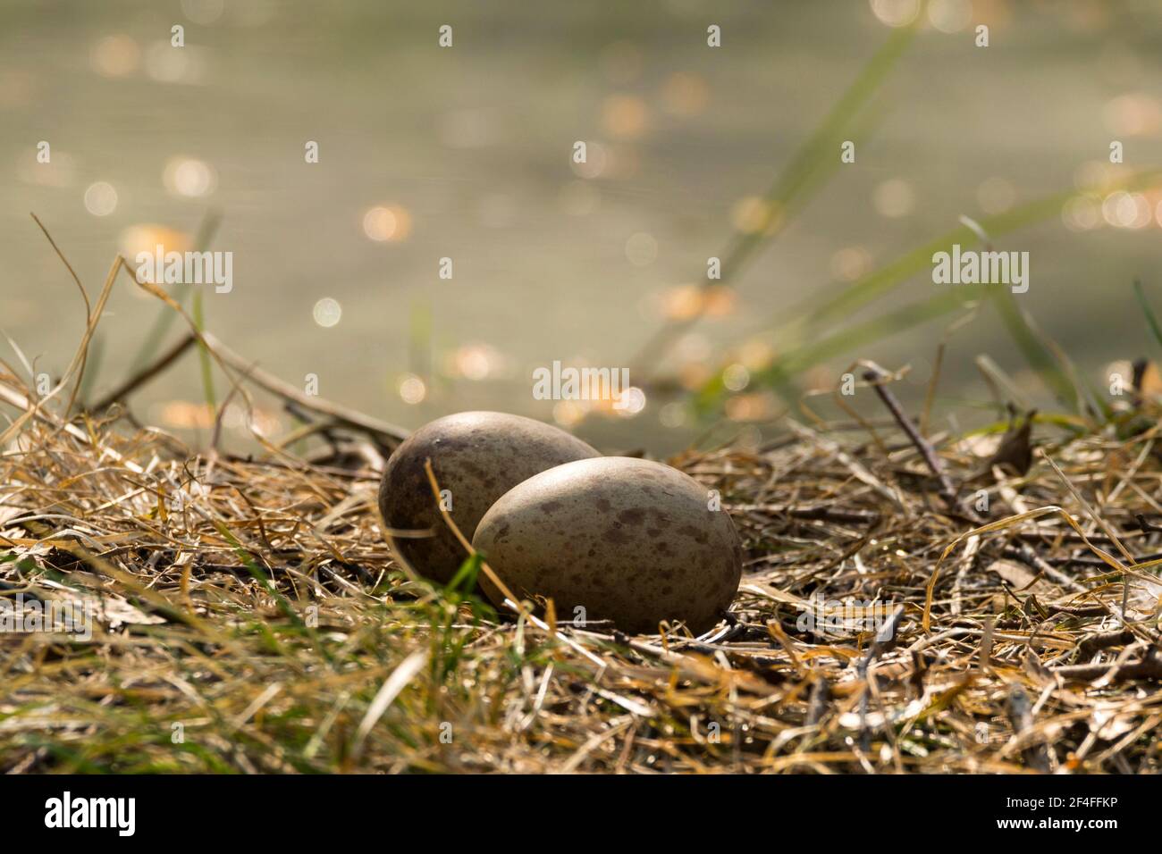 Common crane (Grus grus), nest with eggs on the ground, Mecklenburg-Vorpommern, Germany Stock Photo