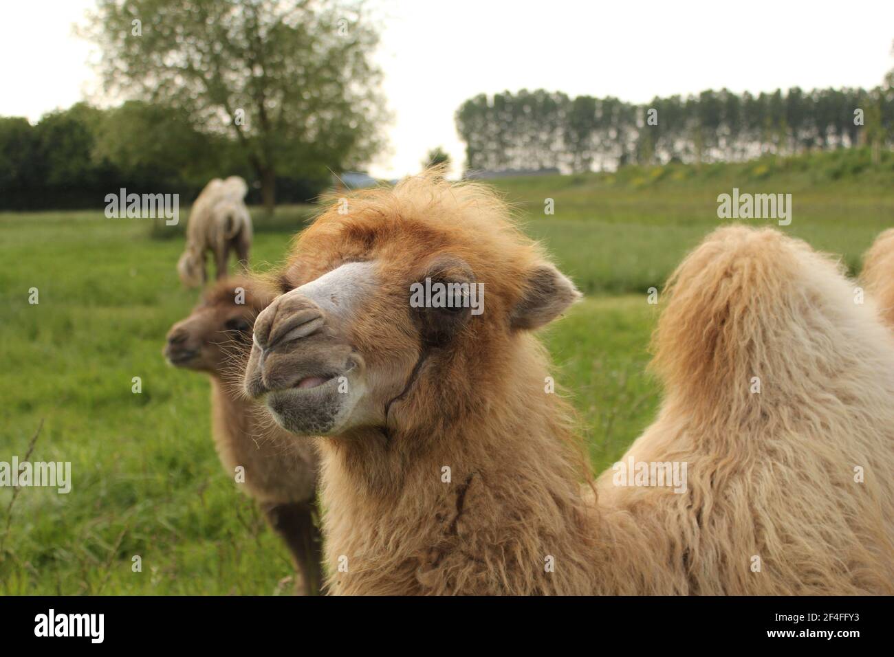 a beautiful camel in a meadow in the dutch countryside at a camel farm in springtime Stock Photo
