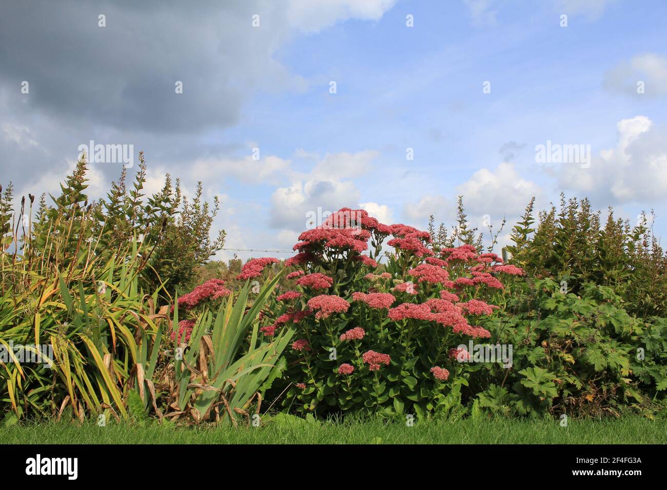 a border in a flower garden with green plants and a sedum with purple flowers and a blue sky with clouds in summer Stock Photo