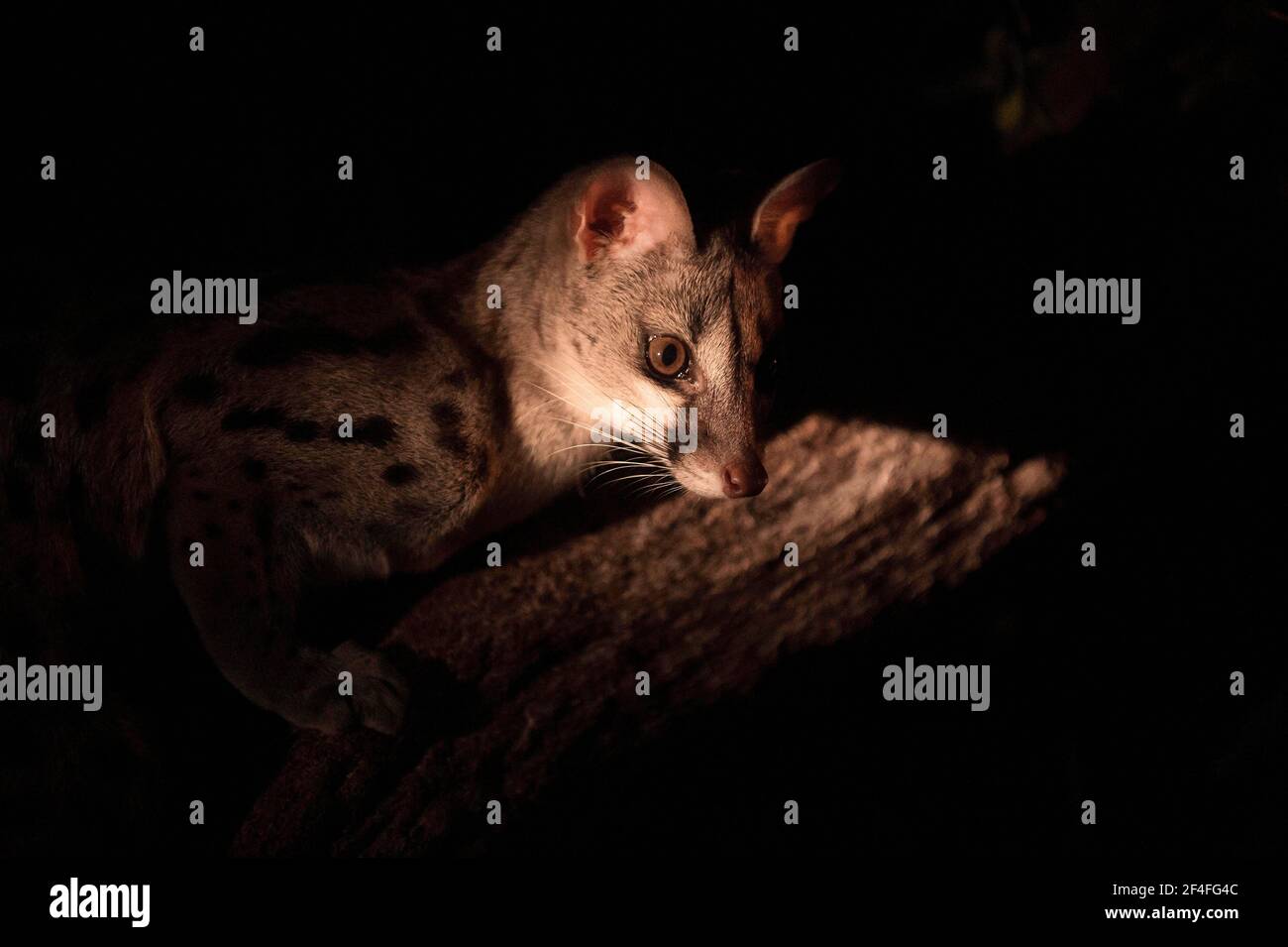 maculata), Samburu National Reserve, Kenya Stock Photo