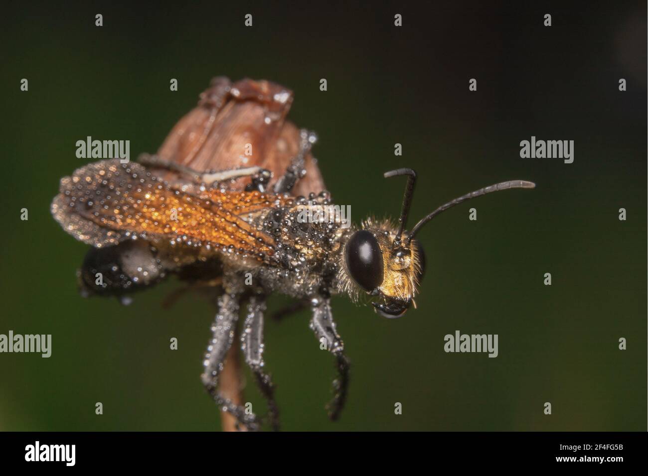 Golden digger/orange colour wasp Sphex ichneumoneus hanging on a dried plant with pointy antennas Stock Photo