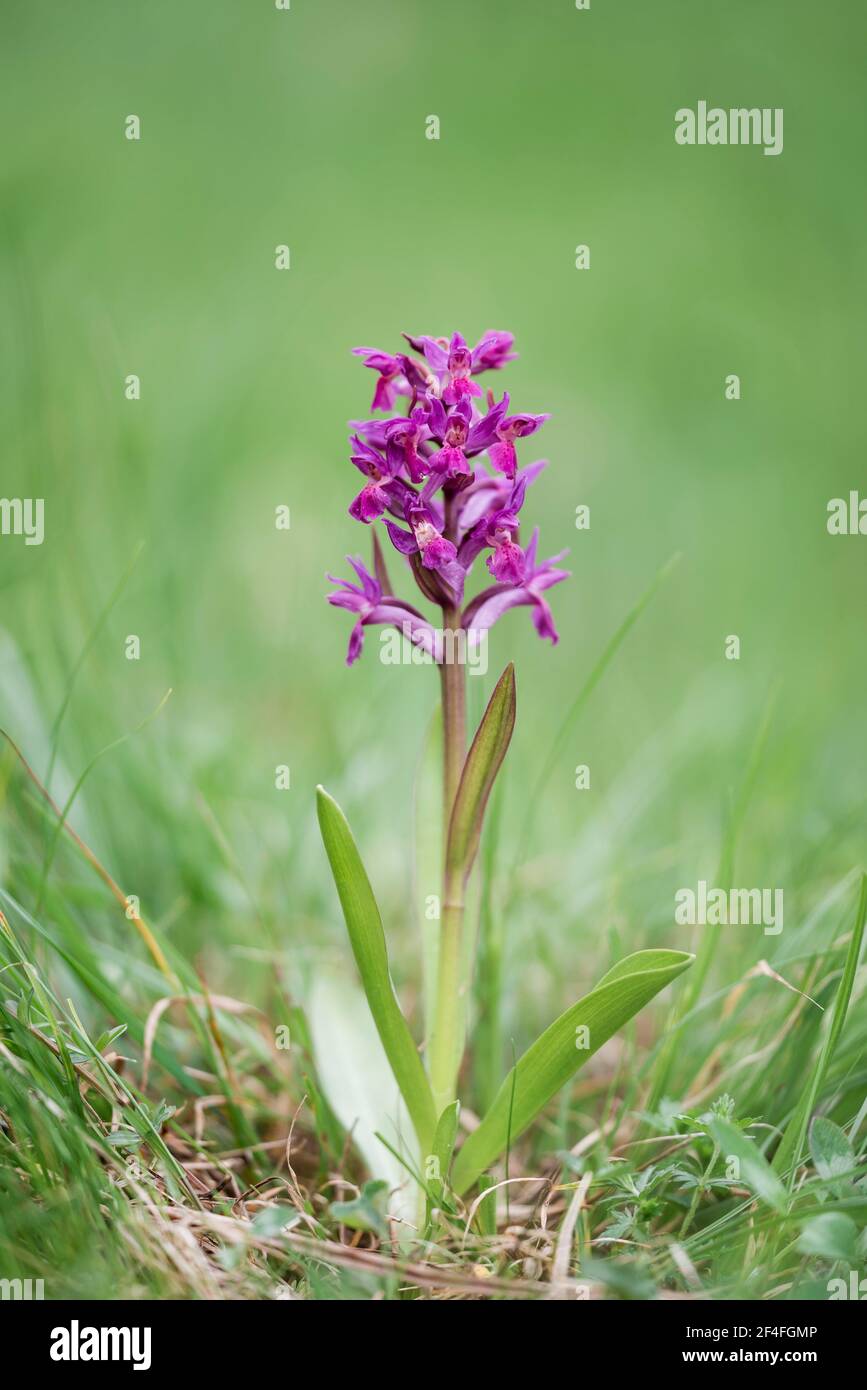 Elder-flowered Orchid (Dactylorhiza sambucina), Bavarian Forest, Bavaria, Germany Stock Photo
