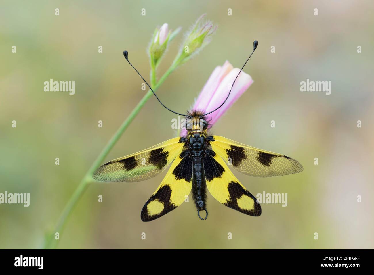 Eastern butterfly, Istria (Libelloides macaronius), Croatia Stock Photo