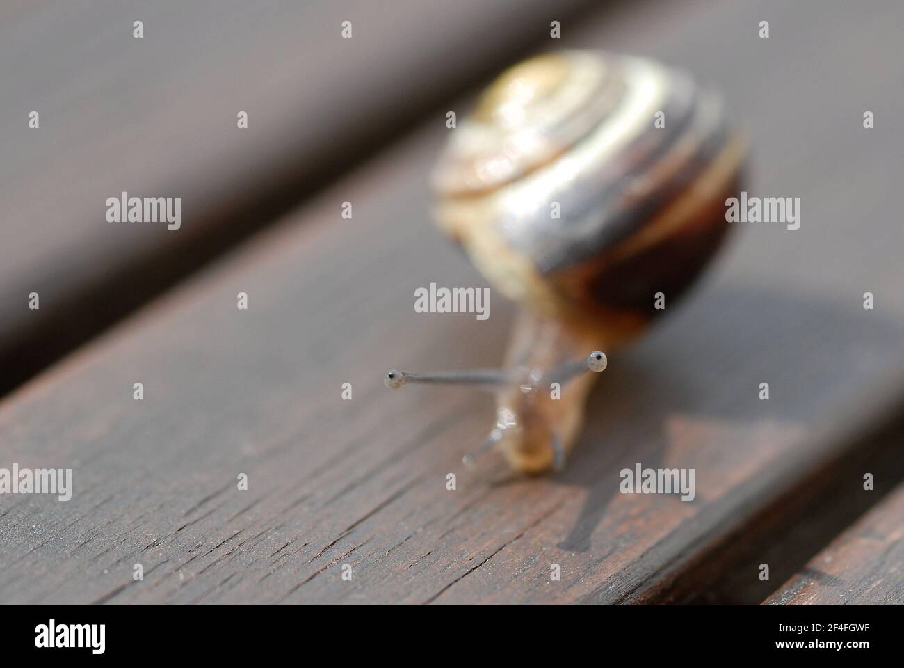 View from the eyes of a snail on brown wood Stock Photo