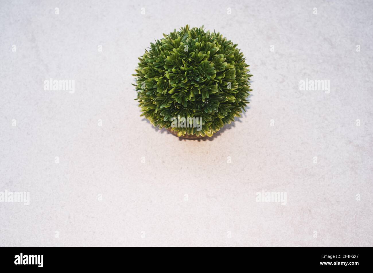 A top view of a boxwood plant in a pot on a white surface Stock Photo ...
