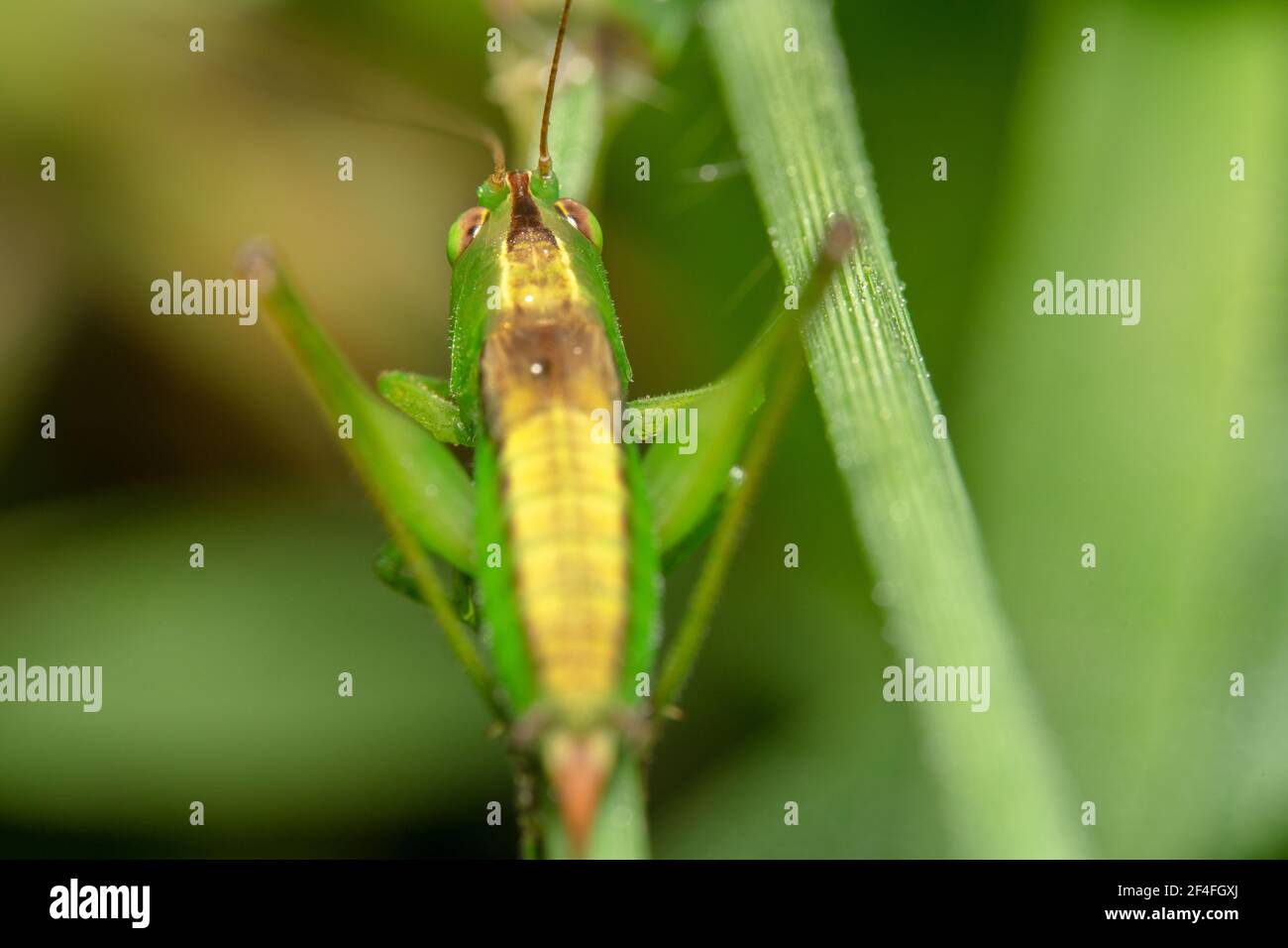 Big Legs High Resolution Stock Photography And Images Alamy
