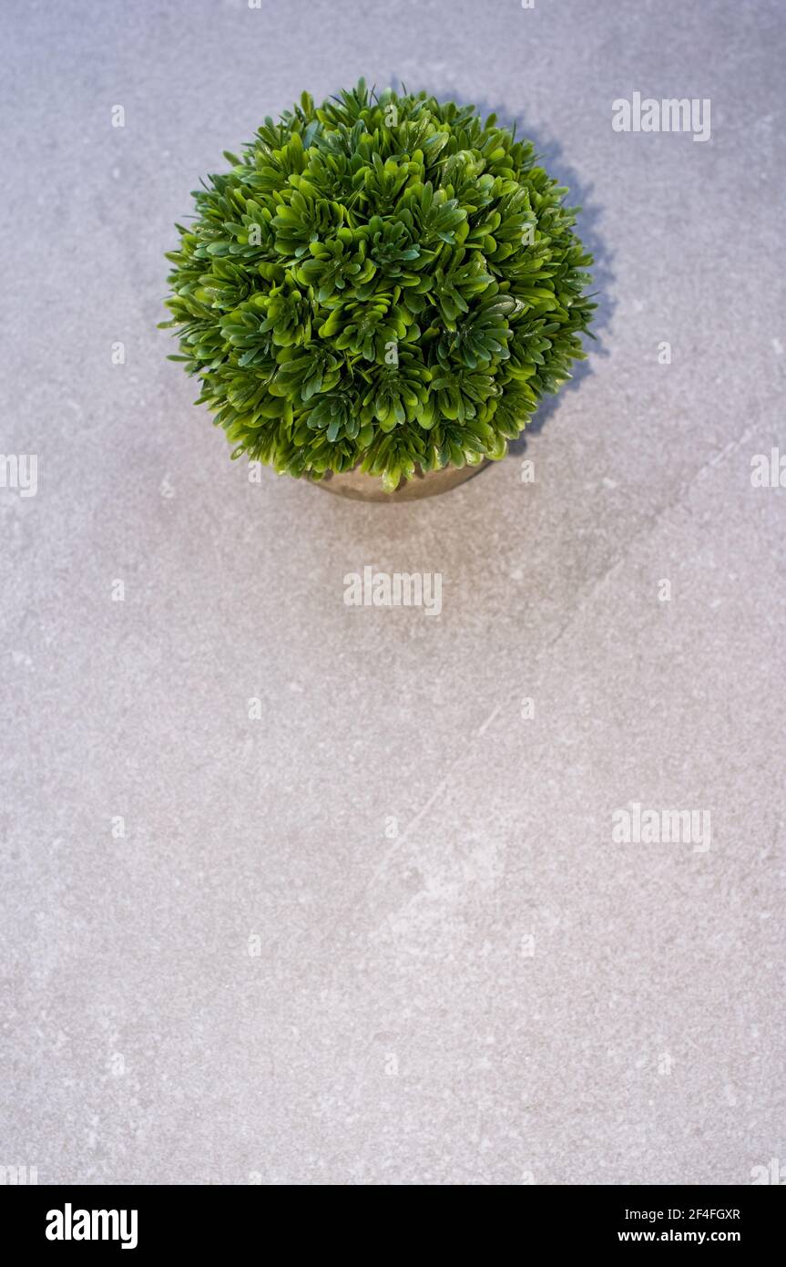 A vertical top view of a boxwood plant in a pot on a white surface ...